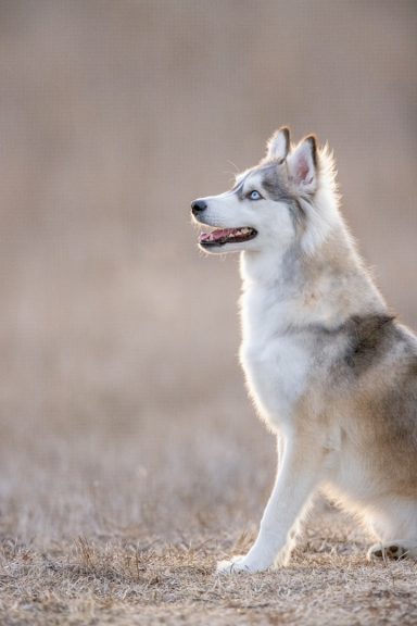 Le Husky Sibérien